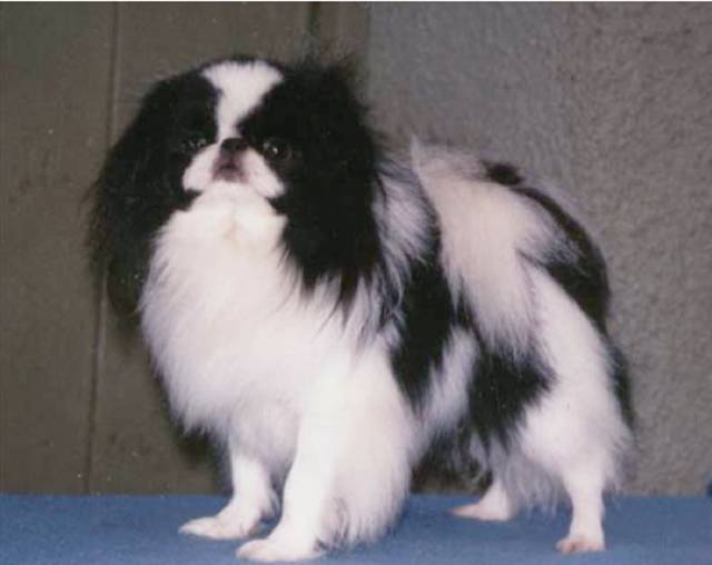 Homerbrent Sibai With Wanistika