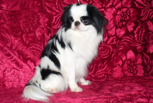 Омикудзи Алмаз Санси