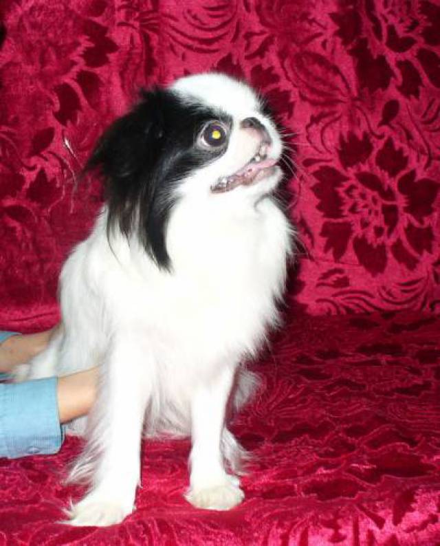 Меданжен Тинкербелл