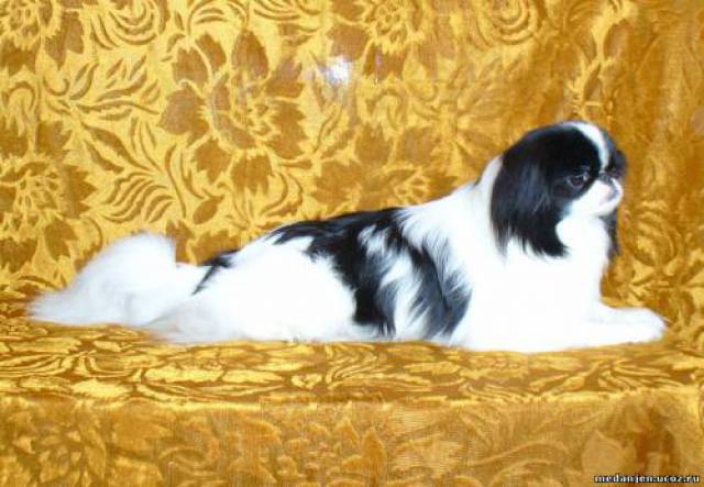 Меданжен Зи-Зи