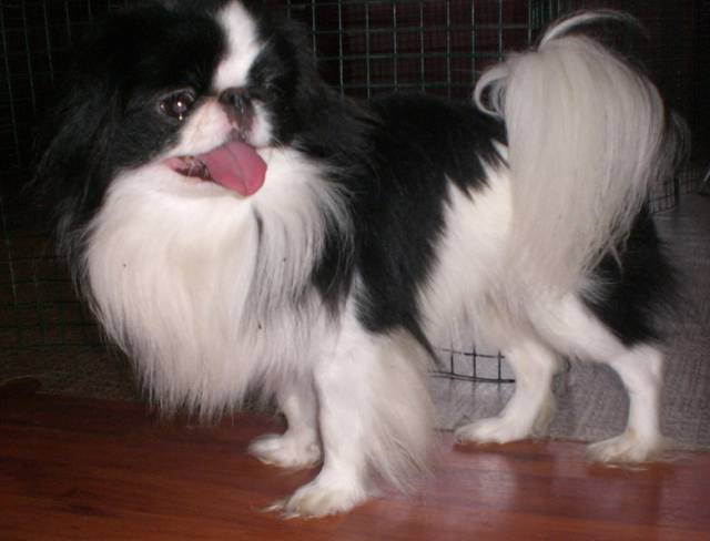 Омикудзи Граф Орлов