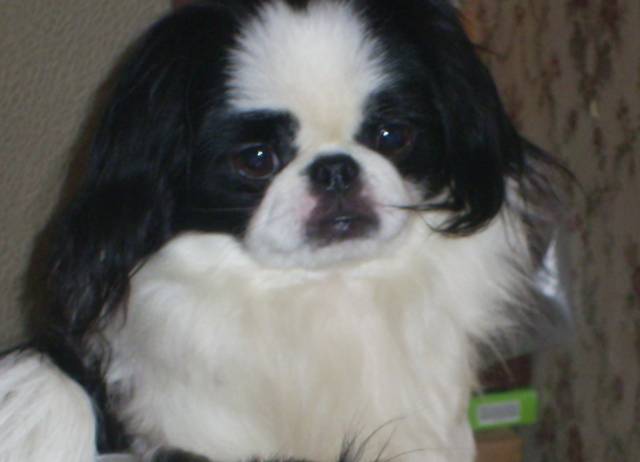 Делис Сакура Яхи Оми