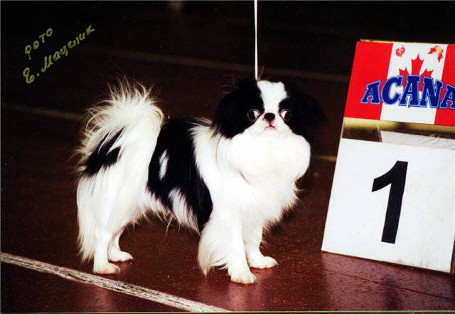 Омикудзи Идеал Лоэнгрин