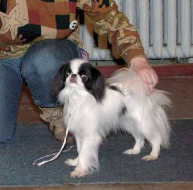 Хин Сатори Хонда Шика