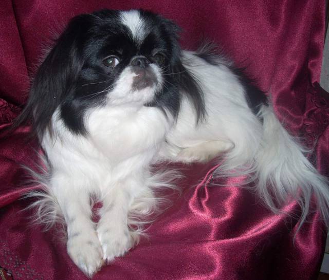 Меданжен Новая Волна