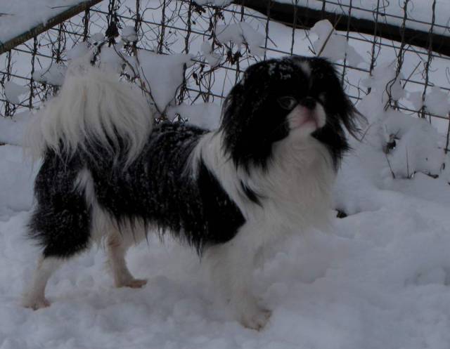 Юй-Ши де Империум Аури