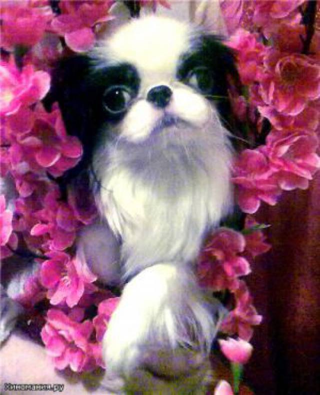 Сан Ланг Хин Акихито