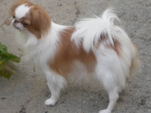 Делис Сакура Суламифь