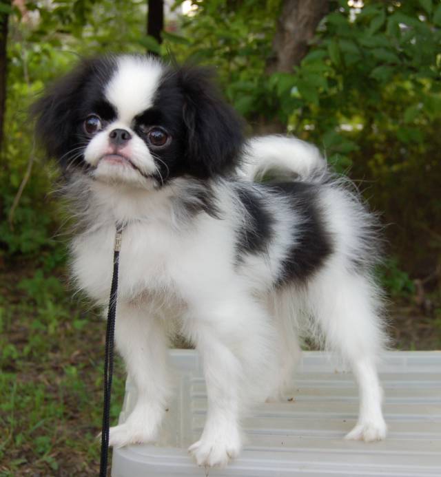 Делис Сакура Уме Эльв, на фото 5 мес, щенок находится в г. Находка Прим. край