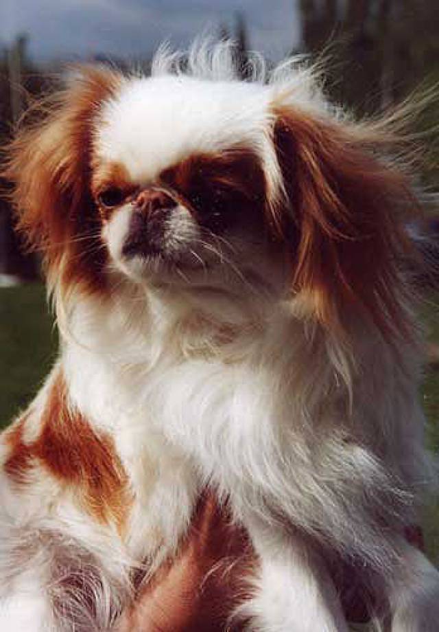 Делис Сакура Матанэ