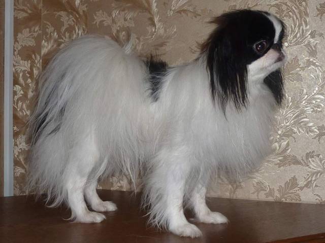 Делис Сакура Вареру-Ёна Хаксю