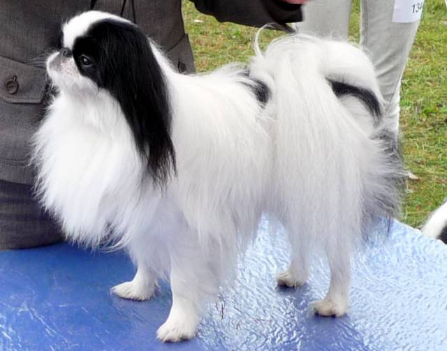 Делис Сакура Акиро Омикудзи