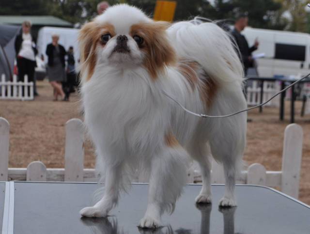 Делис Сакура Нектарин Тари