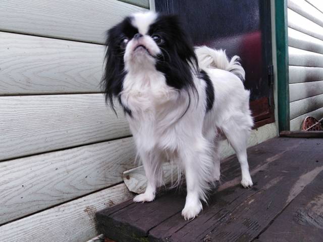 Делис Сакура Примавера