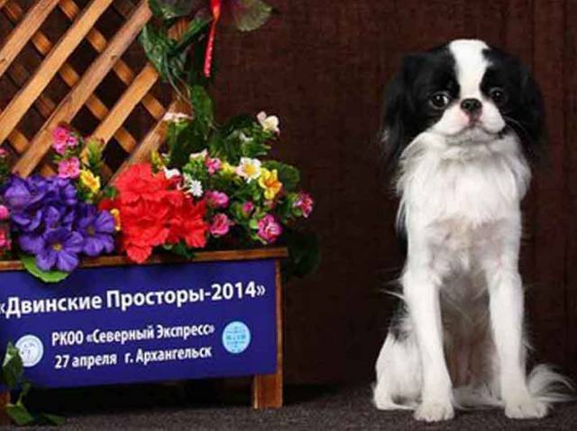 Айтэ Хин Риоко (Северодвиинск)