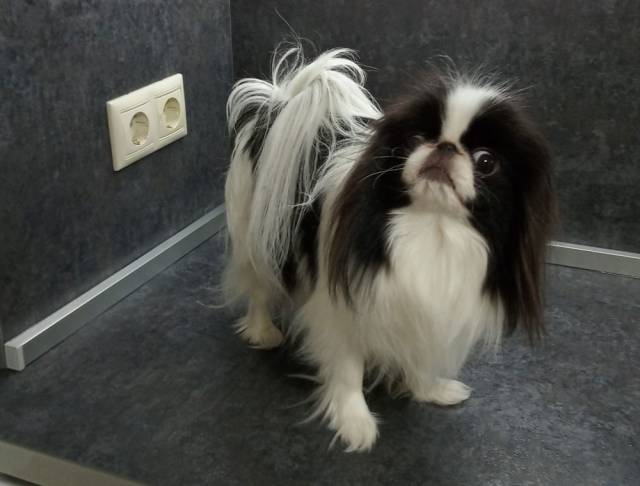 Делис Сакура Киоко Тенши