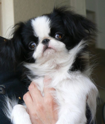 Делис Сакура Афродита фор Бильман Лайонс (Израиль)