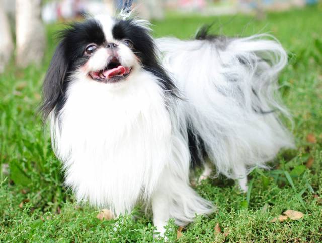 Делис Сакура Лайонел (Северодвинск)