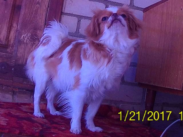 Делис Сакура Фудзи