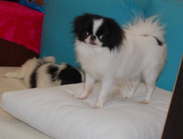 Делис Сакура Умма 1 год, маленького размера - ДОМАШНИЙ ЛЮБИМЕЦ!