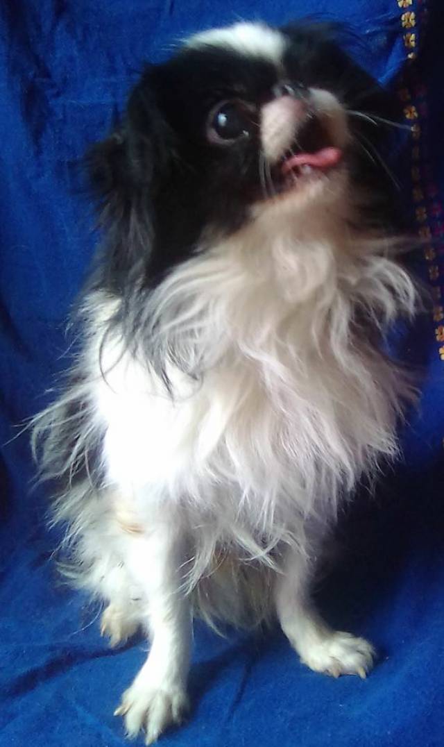 Делис Сакура Георгин