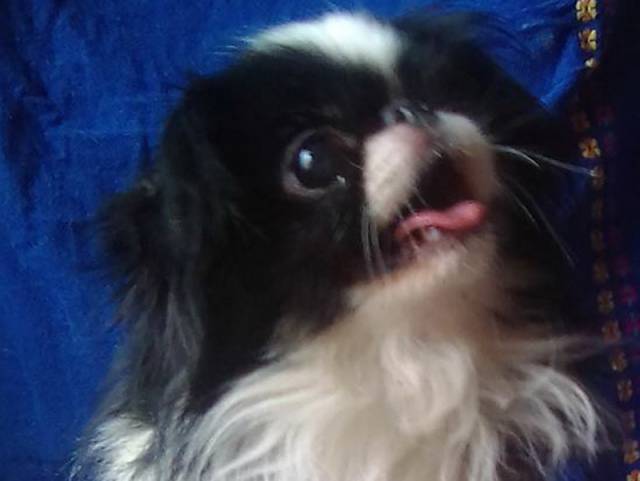 Делис Сакура Георгин