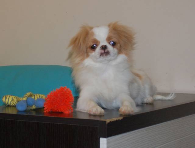 Делис Сакура Окуна