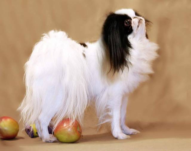 Делис Сакура Танго Солнечного Ветра