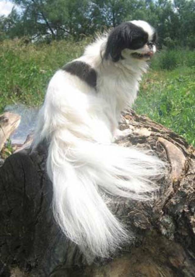 Избранная Буддой (Яна)