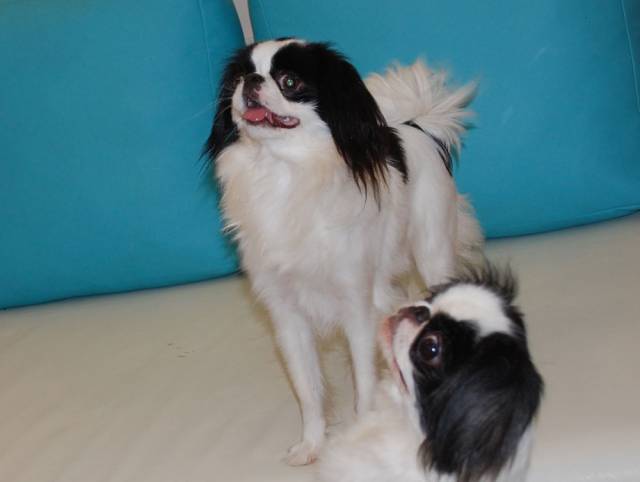 Делис Сакура Роксолана