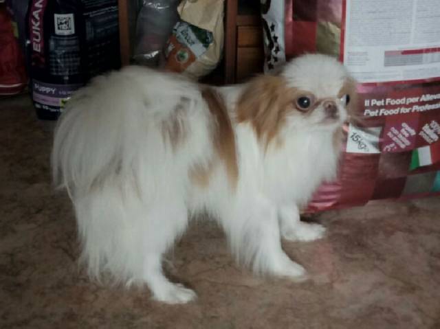 Делис Сакура Рапид Фаер