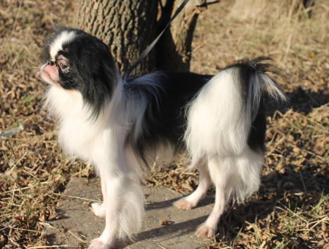 Делис Сакура Масааки - 10 месяцев