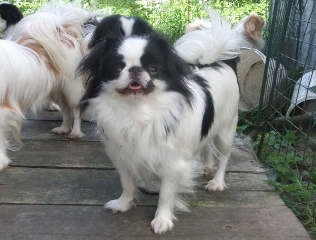 Делис Сакура Раймонда