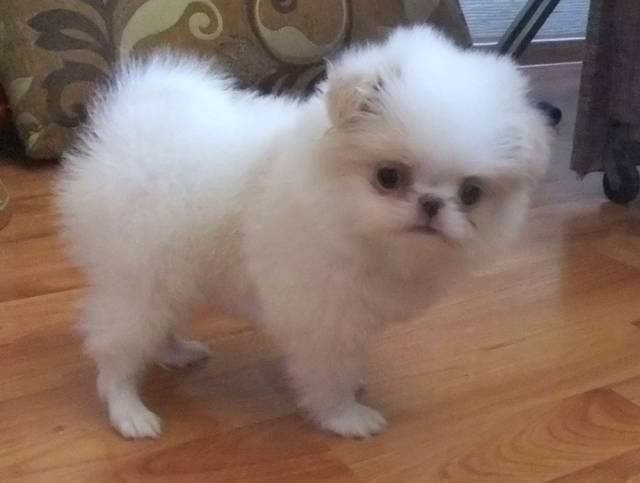 Делис Сакура Бэмби