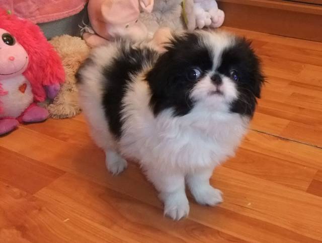 Делис Сакура Филимон - 2 мес