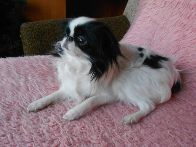 Делис Сакура Пеодальма