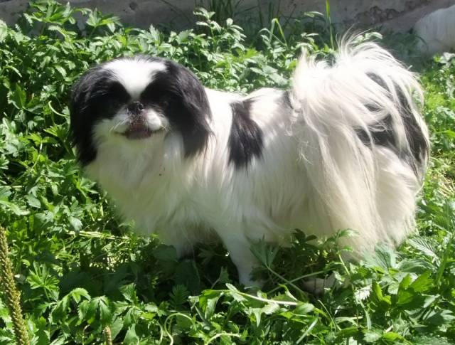 Делис Сакура Зарина