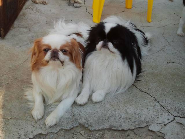 Зевс Го Делис Сакура де Империум Аури