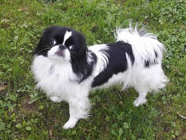 Делис Сакура Пульхерия