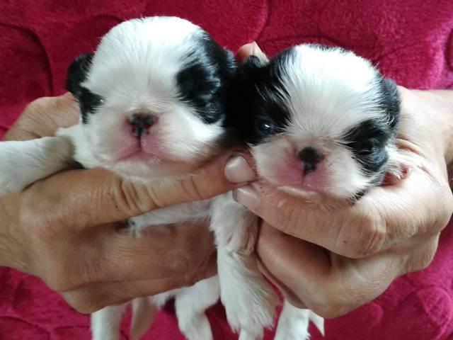 10 дней - помёт \"Д\" - 2 мальчика +...