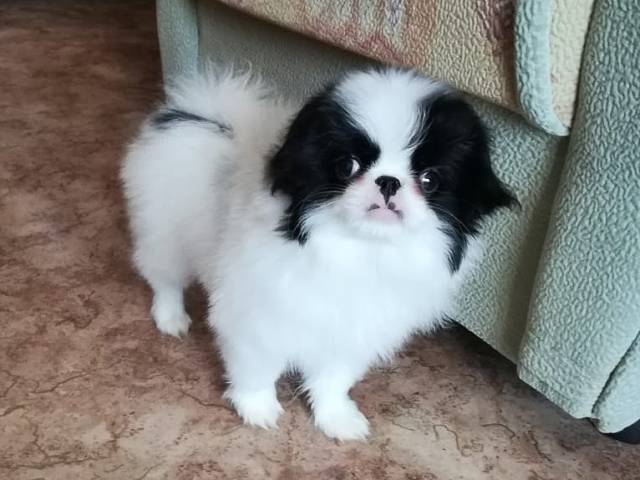 Делис Сакура Нацуки Томико - 3 мес