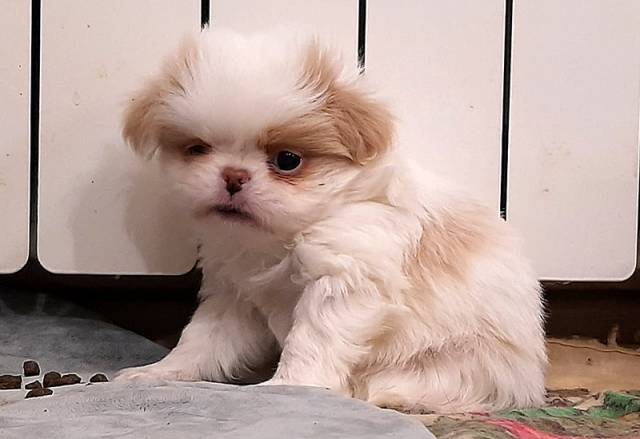 Кобель 2 - Дата рождения 12:09:2020