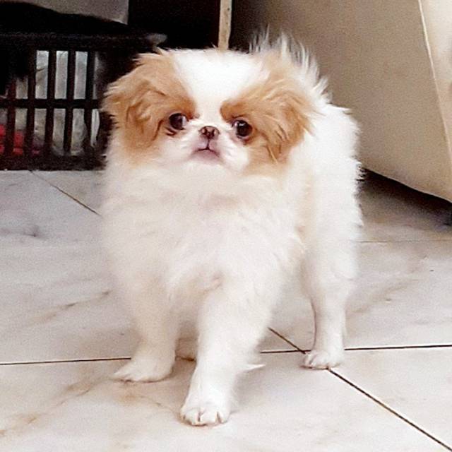 Девочка 1 Акеми Кумико - Дата рождения 12:09:2020