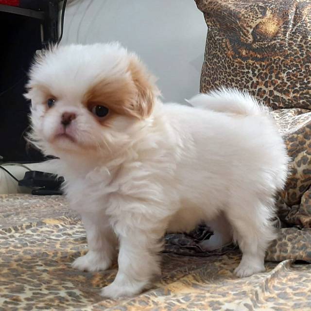 Девочка 2 - Дата рождения 12:09:2020 - резерв