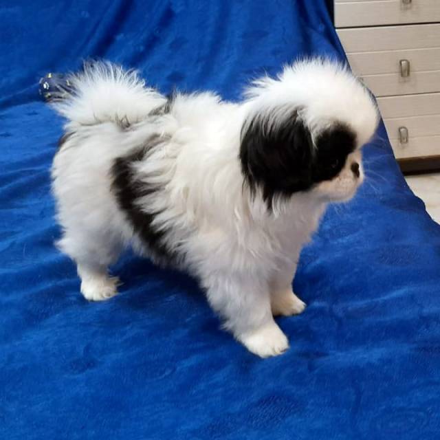 Кобель 3 - Дата рождения 12:09:2020