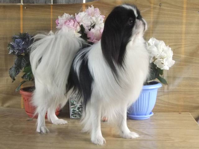 Делис Сакура Кот Самсон от Империум Аури