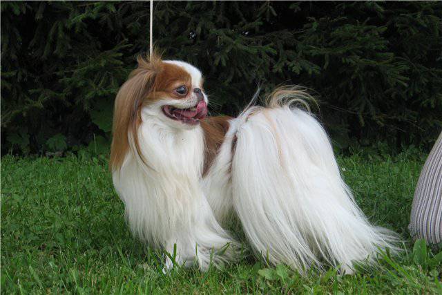 Танцующий Ветер Есимаруй Кин