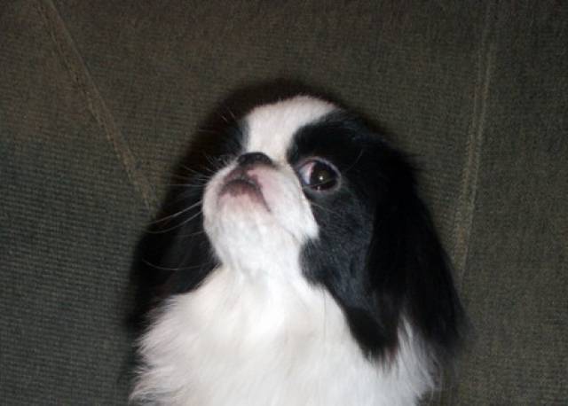 Танцующий Ветер Шелковая Тайна