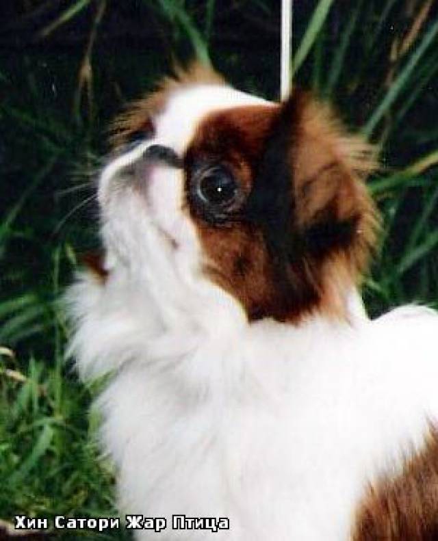 Хин Сатори Жар Птица