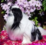 YAMA Just Wiliam (Япония)